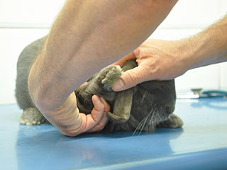 Me getting my paws checked